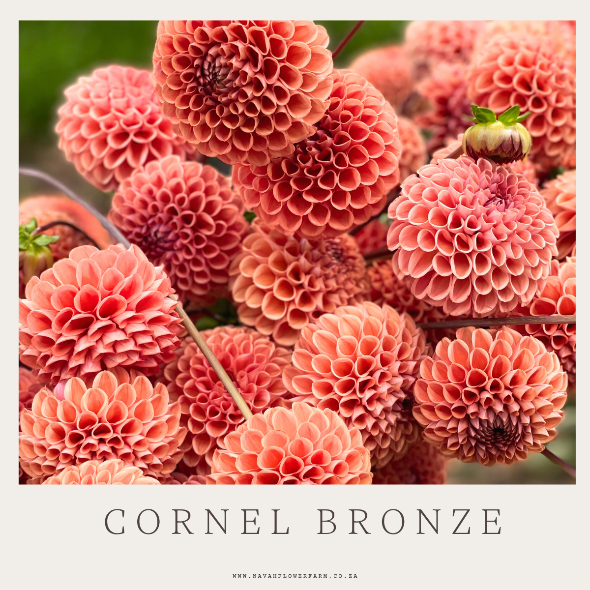 CORNEL BRONZE - 10 CLUMPS -FARM BUY