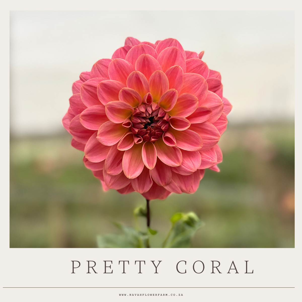 GOOD GROW MIX - 10 CLUMPS