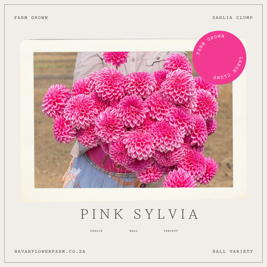 PINK SYLVIA/SANDRA BALL - 3 SINGLE TUBERS