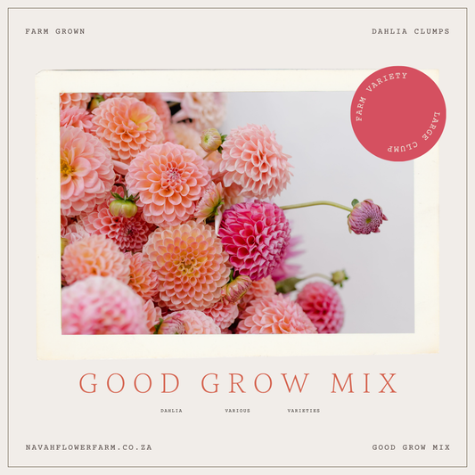 GOOD GROW MIX - 10 CLUMPS