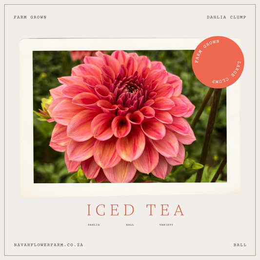 ICED TEA - 3 SINGLE TUBERS