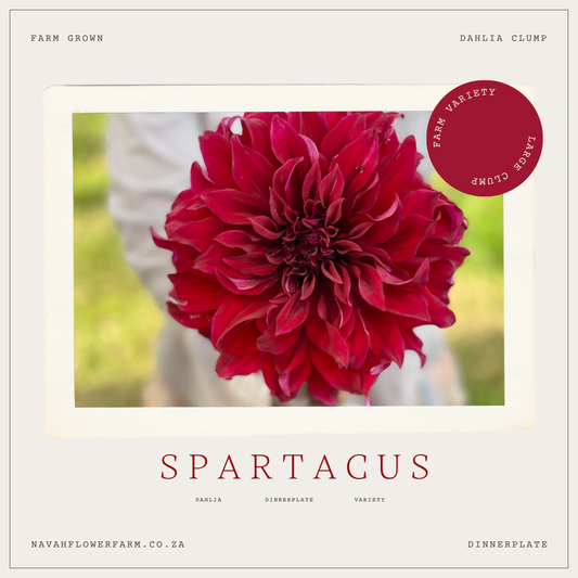 SPARTACUS - 1 CLUMP