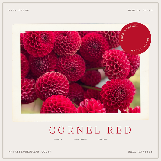 CORNEL RED - 1 CLUMP
