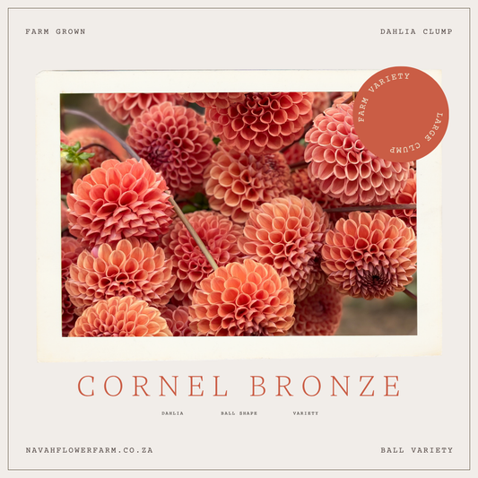 CORNEL BRONZE - 3 SINGLE TUBERS