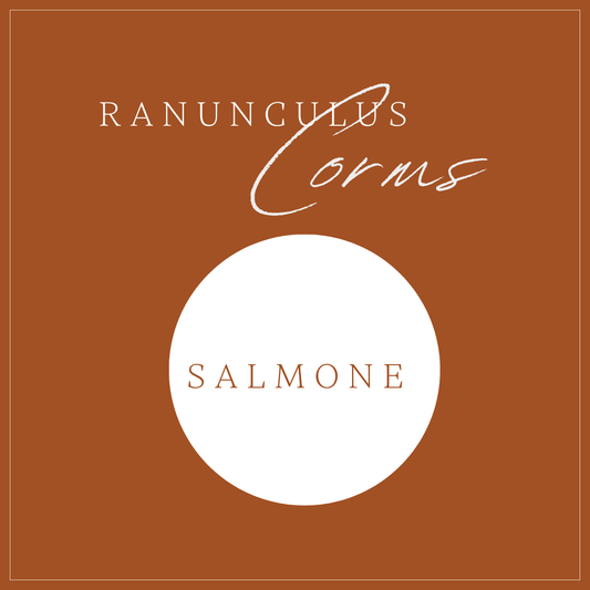 RANUNCULUS - 200 CORMS SALMONE