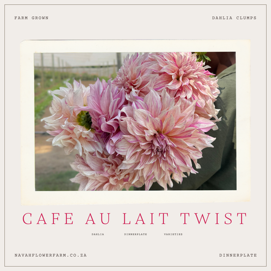CAFE AU LAIT TWIST - 1 CLUMP