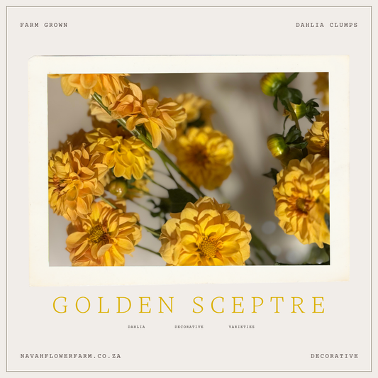 GOLDEN SCEPTRE - 1 CLUMP