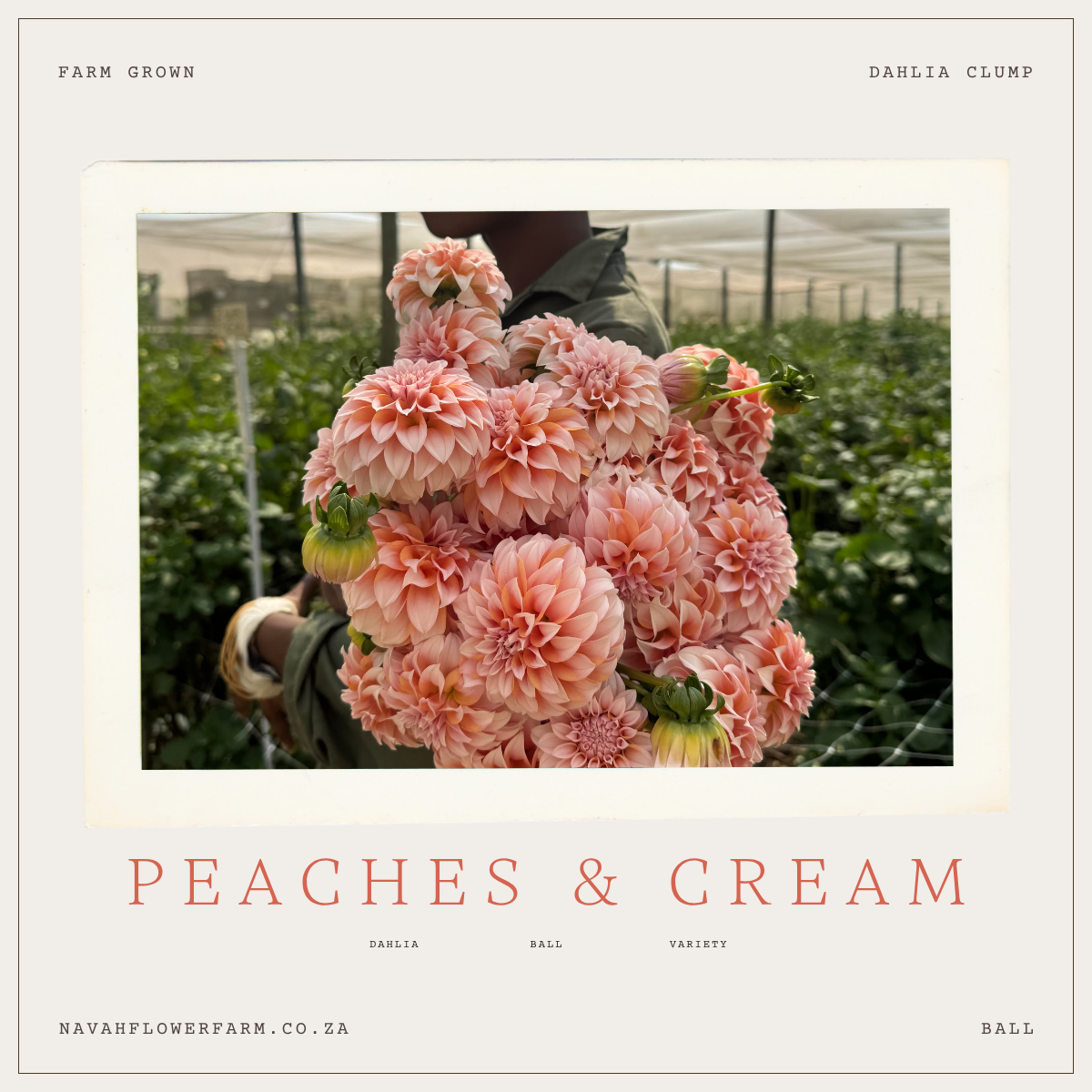 PEACHES & CREAM - 1 CLUMP