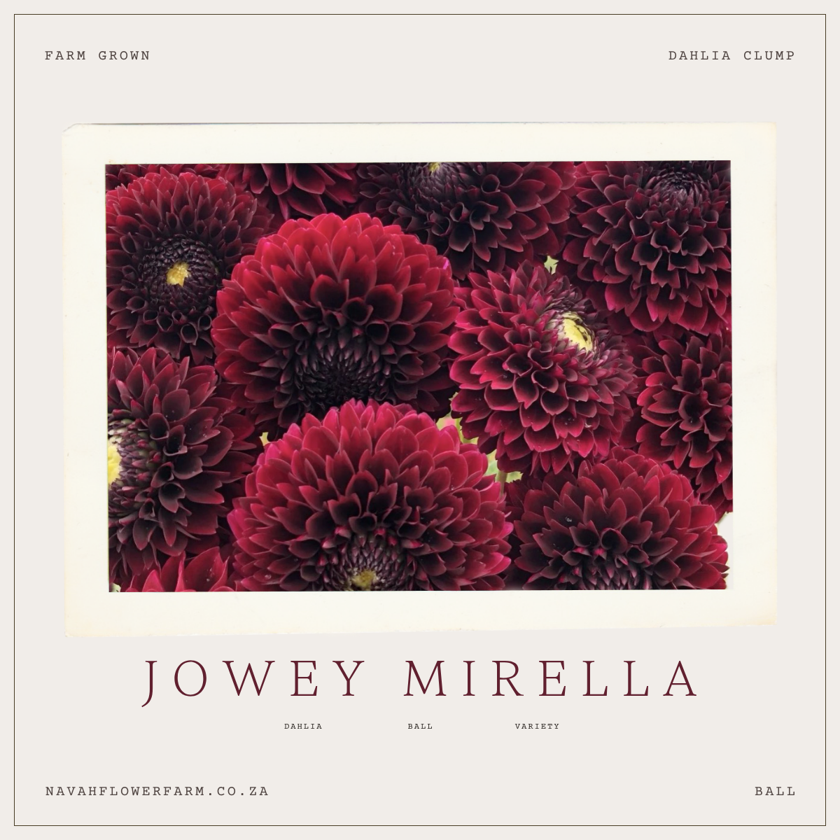 JOWEY MIRELLA - 1 CLUMP