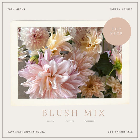 BLUSH MIX - 8 CLUMPS