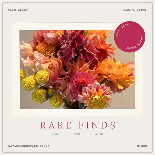 RARE FINDS MIX -  12 CLUMPS