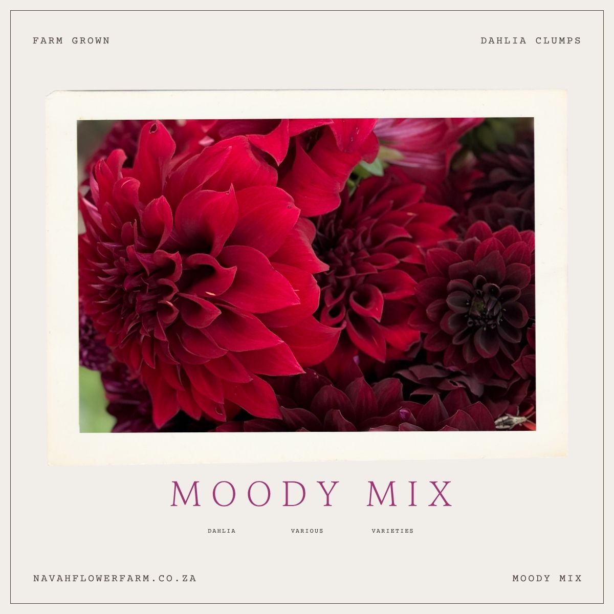 MOODY MIX -  8 CLUMPS