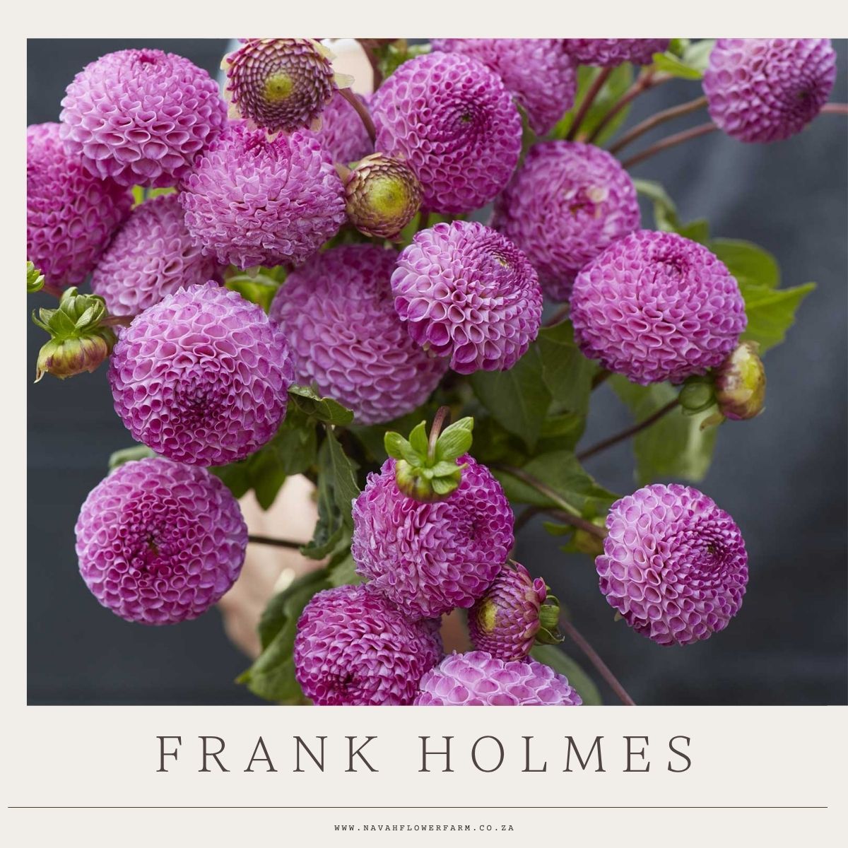 BERRY SHADES MIX - 9 CLUMPS
