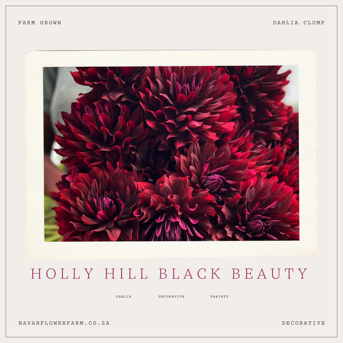 HOLLY HILL BLACK BEAUTY - 1 LARGE CLUMP