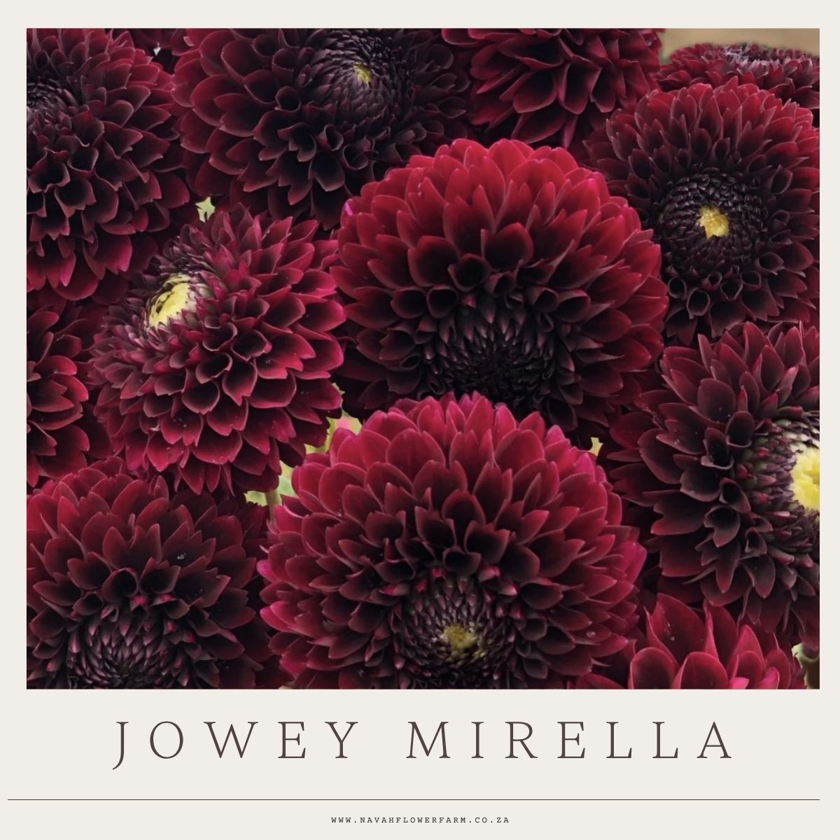 JOWEY MIRELLA - 1 CLUMP