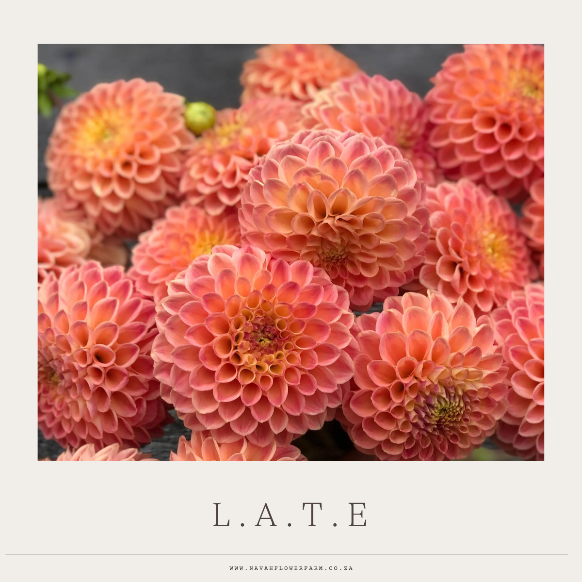 L.A.T.E - 1 CLUMP  (COLLECTORS ITEM)