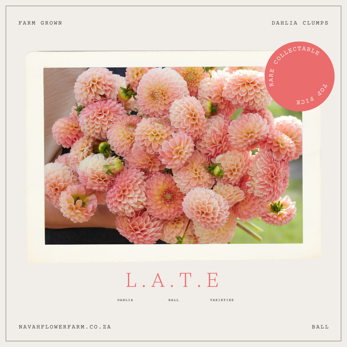 L.A.T.E - 1 CLUMP  (COLLECTORS ITEM)