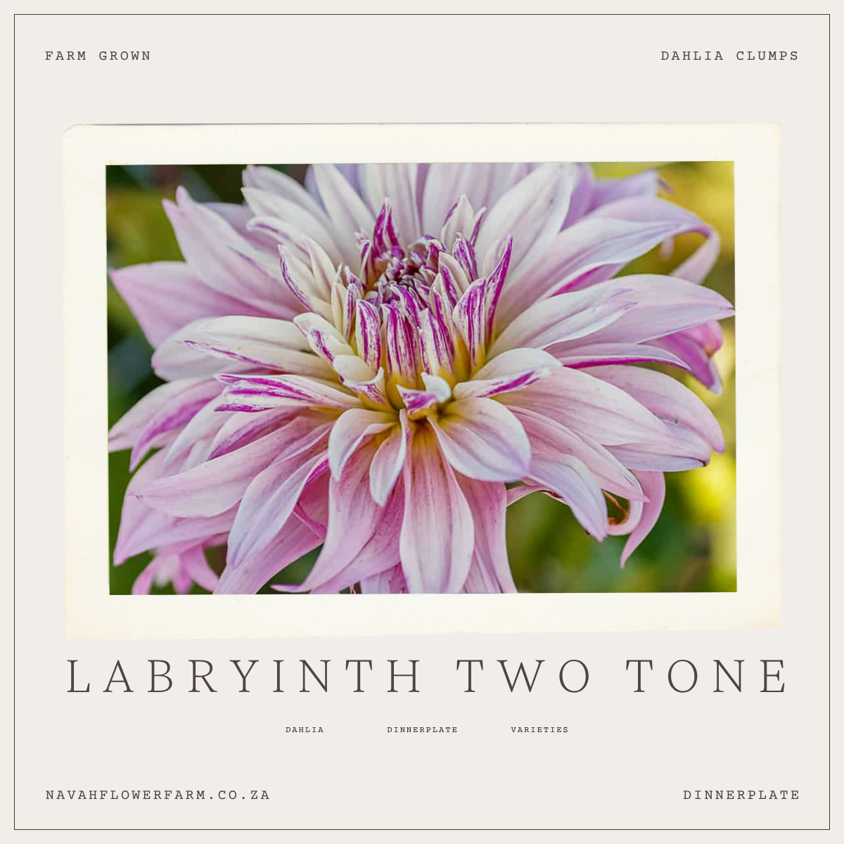 LABRYINTH TWO TONE - 1 CLUMP