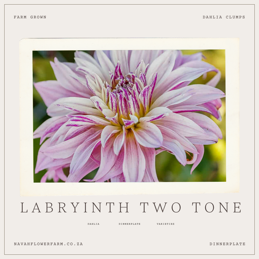 LABRYINTH TWO TONE - 1 CLUMP