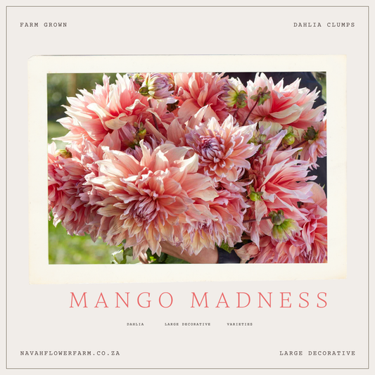 MANGO MADNESS - 1 CLUMP