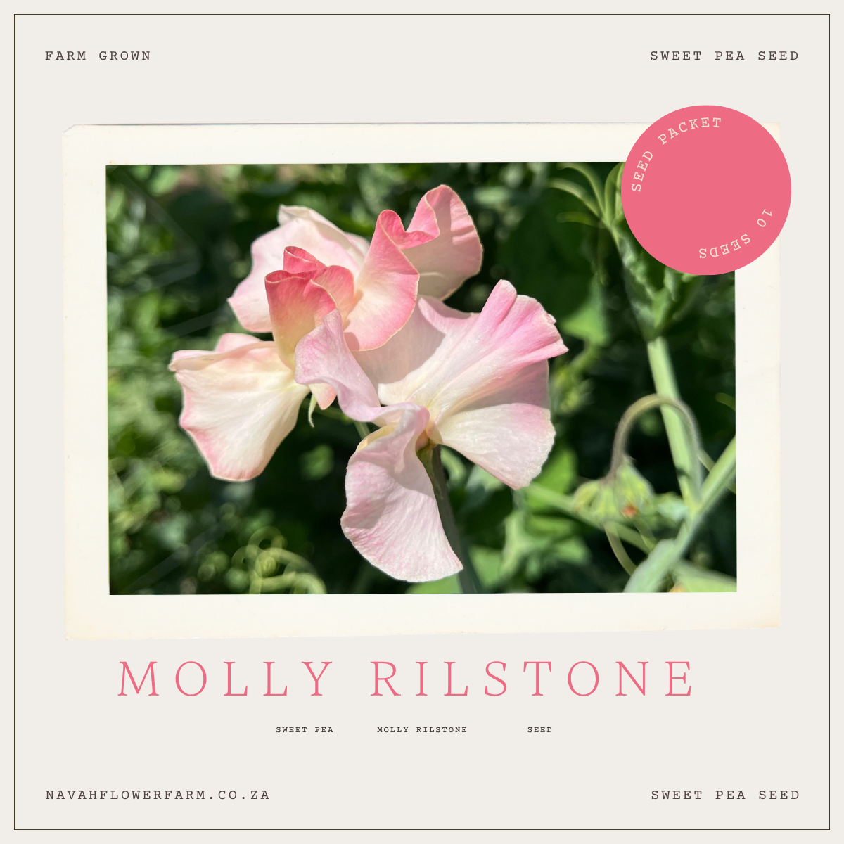 HEIRLOOM SWEET PEA - MOLLY RILSTONE - SEED PACKET