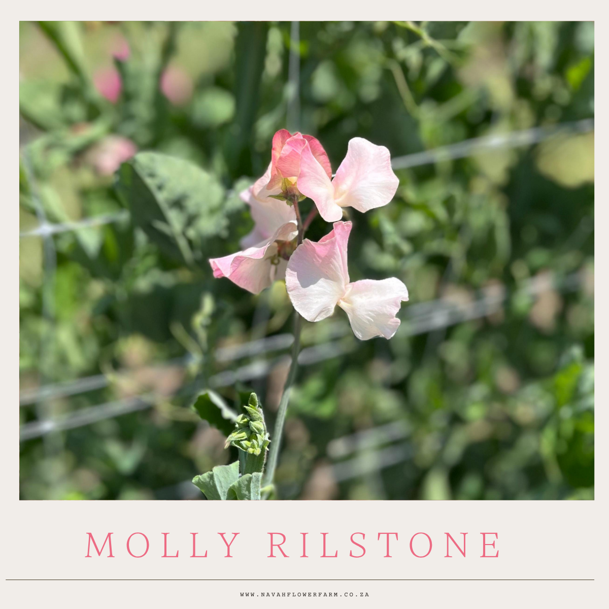 HEIRLOOM SWEET PEA - MOLLY RILSTONE - SEED PACKET