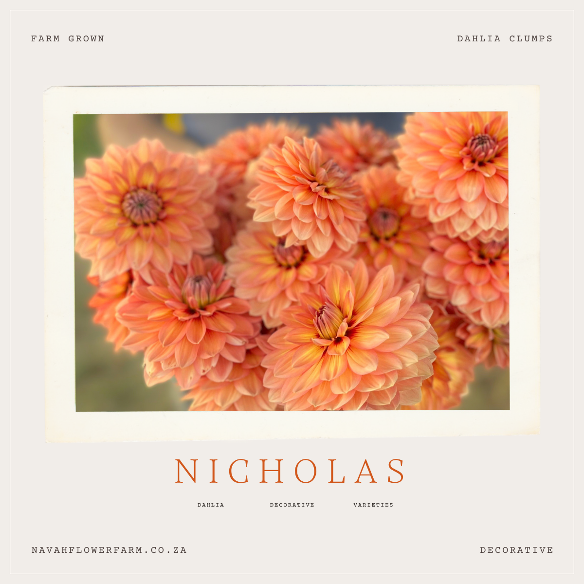 NICHOLAS - 1 CLUMP