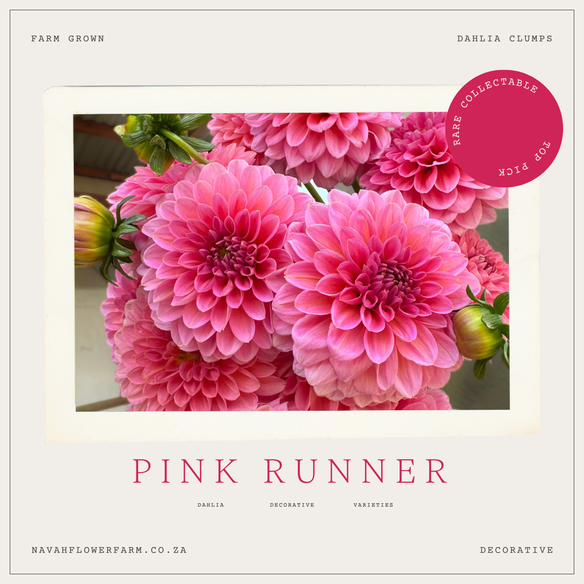 PINK RUNNER - 1 CLUMP  (COLLECTORS ITEM)