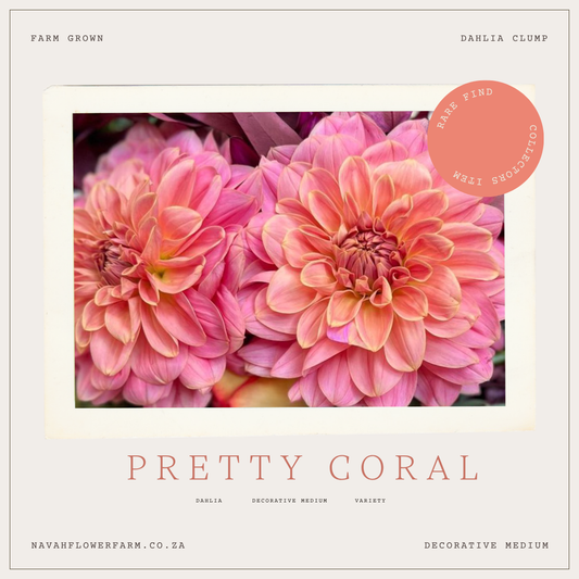 NAVAH PRETTY CORAL -1 CLUMP  (COLLECTORS ITEM)