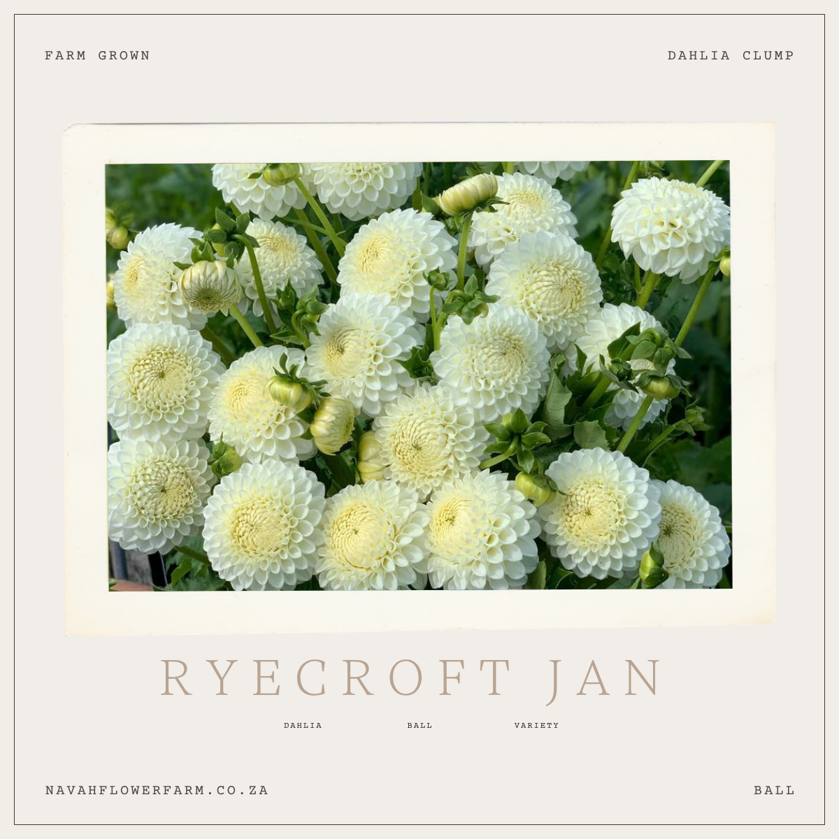 RYECROFT JAN - 1 CLUMP