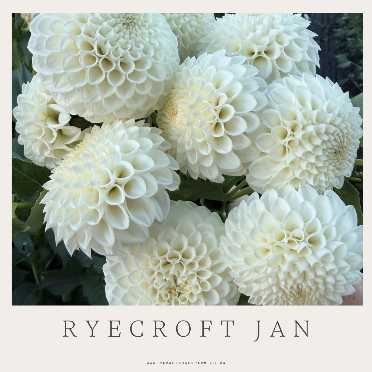 RYECROFT JAN - 1 CLUMP