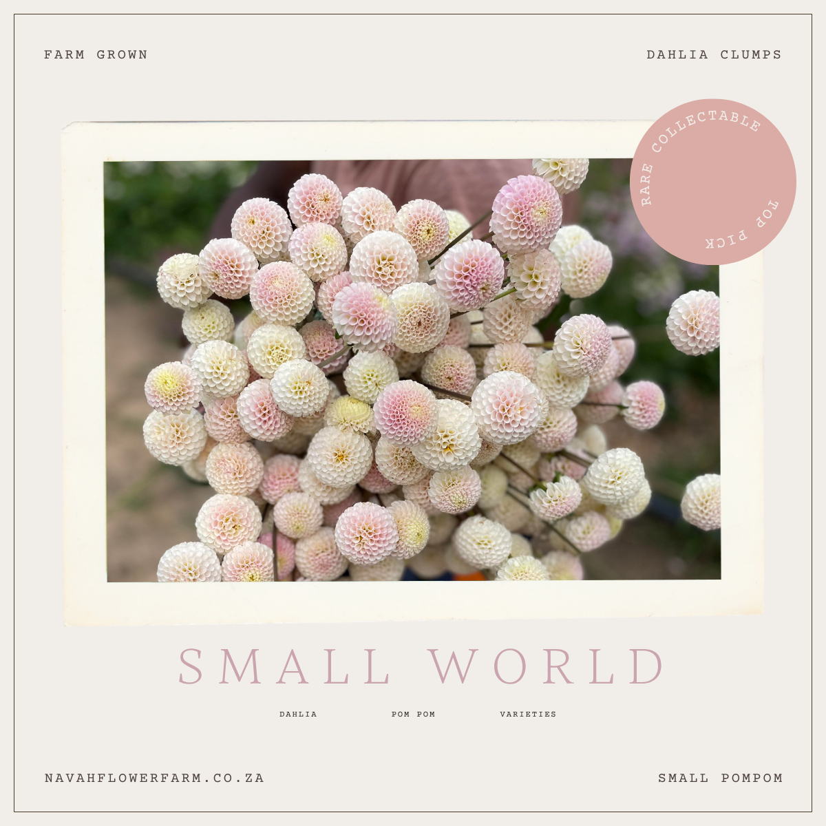 SMALL WORLD - 1 CLUMP (COLLECTORS ITEM)