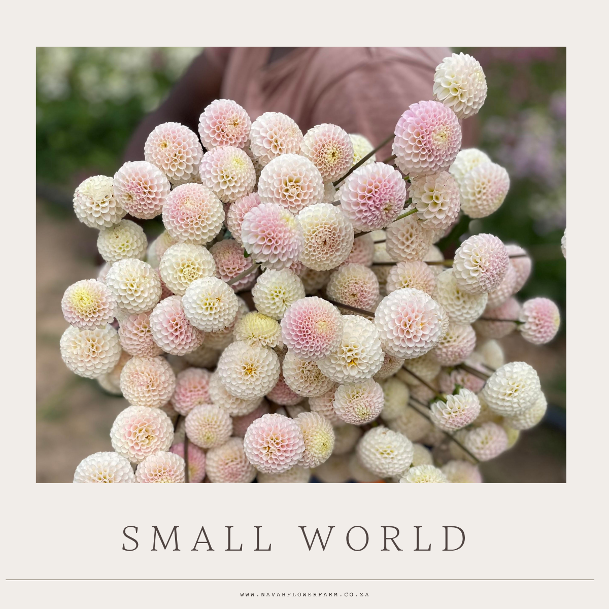 SMALL WORLD - 1 CLUMP (COLLECTORS ITEM)