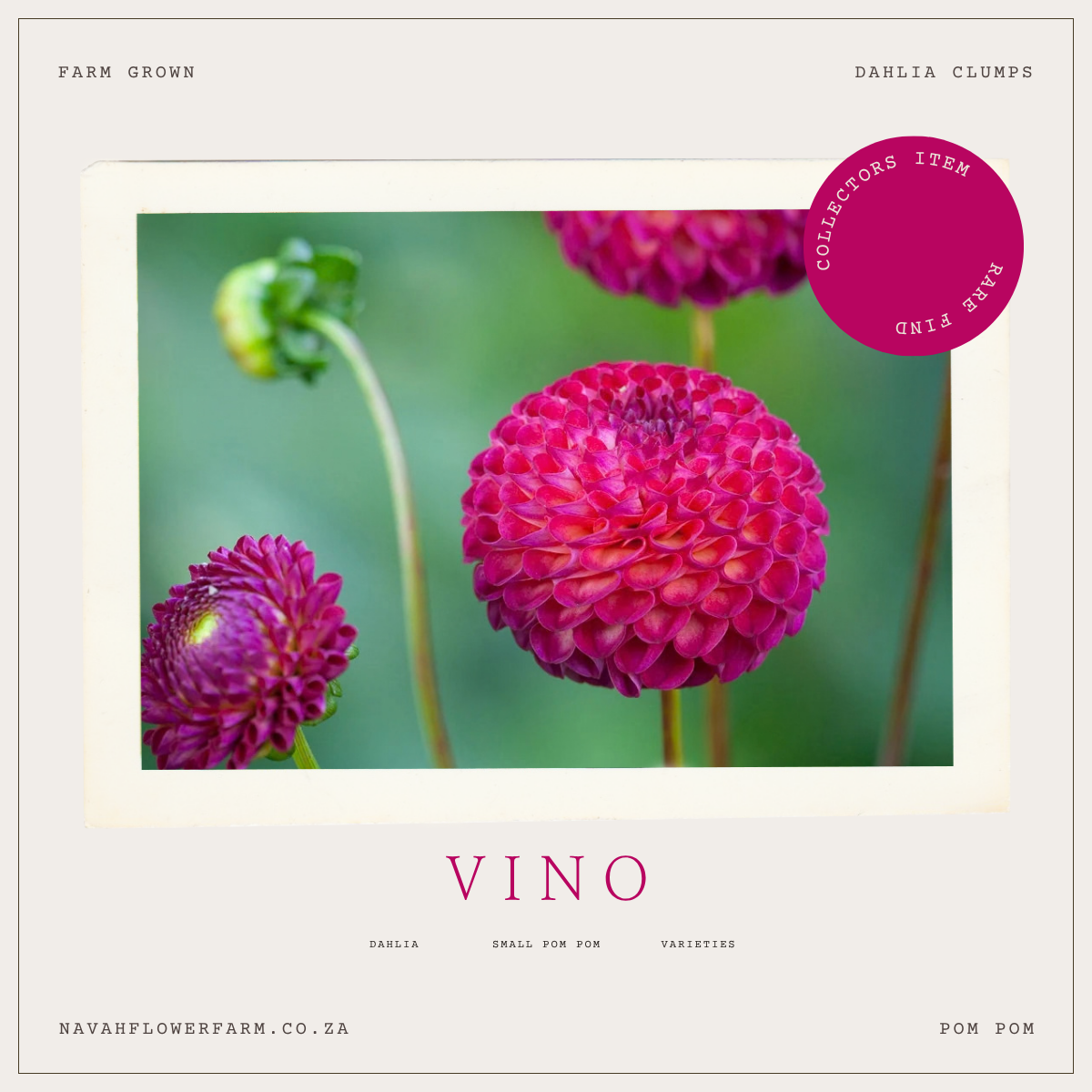 VINO - 1 CLUMP  (COLLECTORS ITEM)