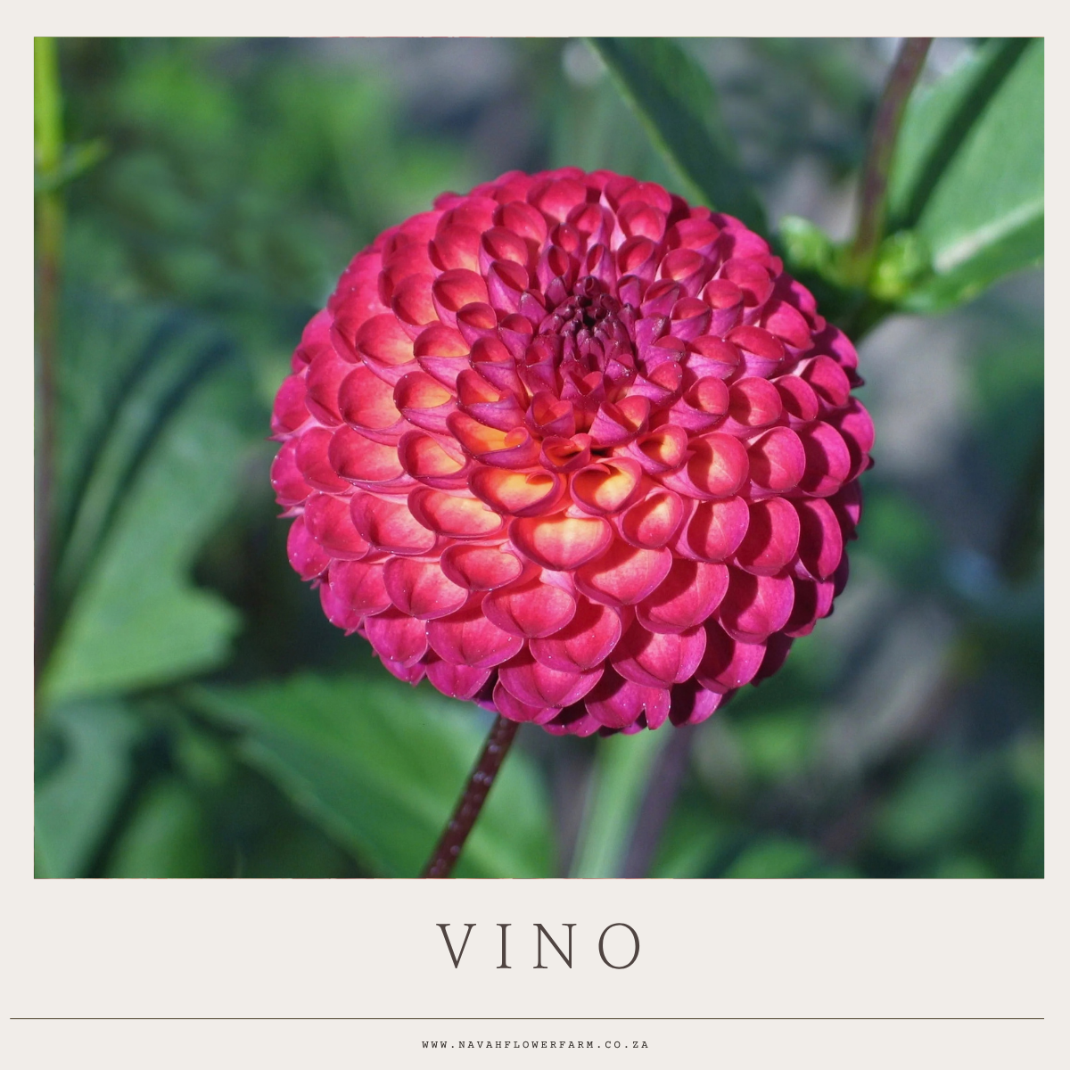 VINO - 1 CLUMP  (COLLECTORS ITEM)
