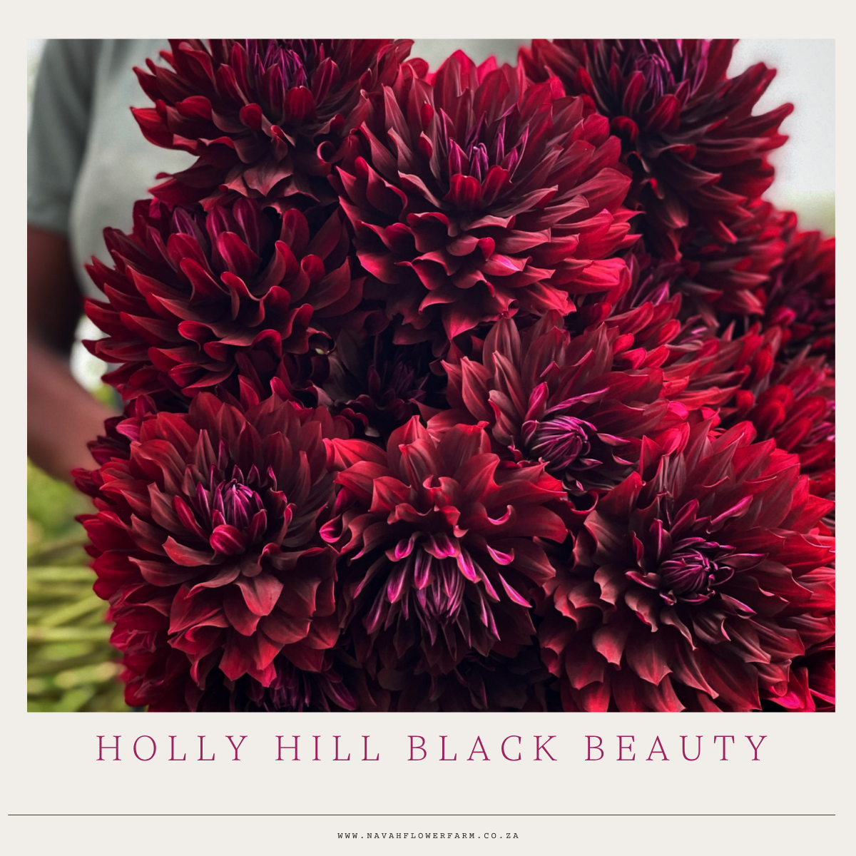 HOLLY HILL BLACK BEAUTY - 1 LARGE CLUMP