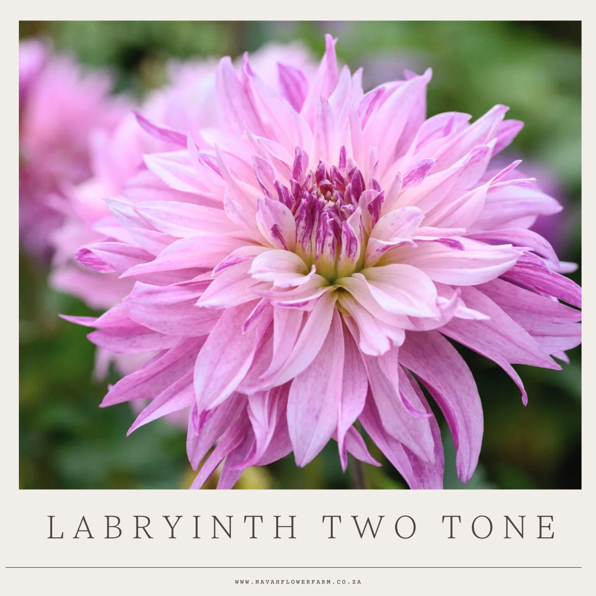LABRYINTH TWO TONE - 1 CLUMP