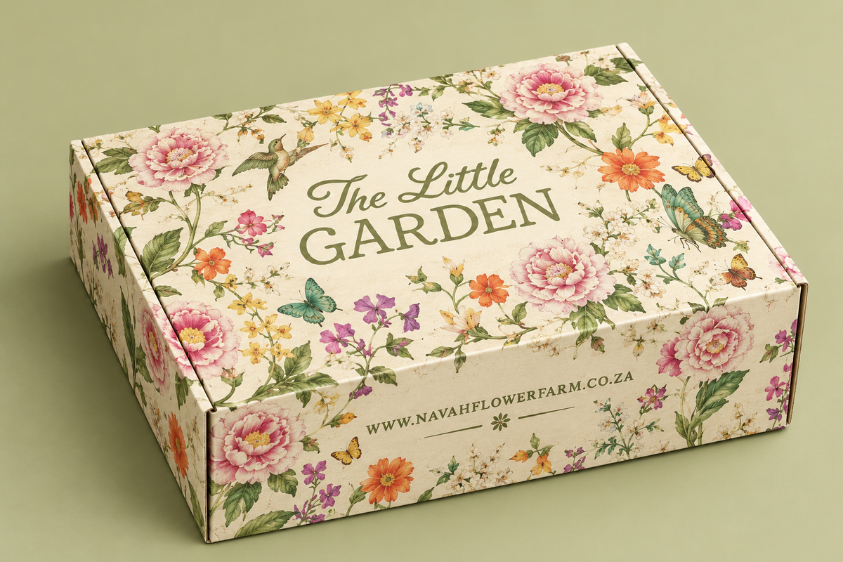 LITTLE GARDEN GIFT - 6 SINGLE TUBERS + DAHLIA SEEDS